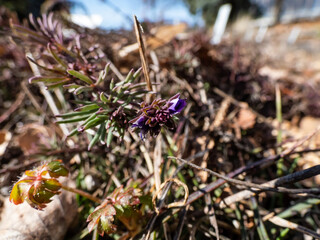 Extreme macro of purpple and blue flower bud of the Armenian speedwell (Veronica armena) starting to bloom in the garden in early spring with blurred background