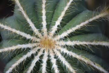 Looking Down At a Cactus from Top