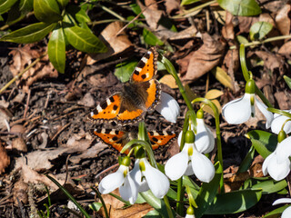 Couple of the small tortoiseshell butterflies (Aglais urticae) on snowdrops. The orange butterfly with black and yellow markings and a ring of blue spots around the edge of the wings