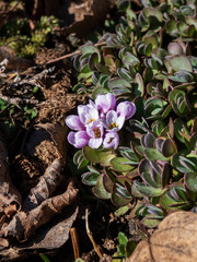 Evergreen plant Eunomia oppositifolia (aethionema oppositifolium) with racemes of small pink and white flowers held above neat foliage blooming in rock garden in sunlight