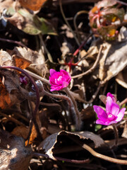 Macro of deep pink-red form of Hepatica nobilis 