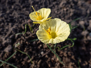 Flowering plant Narcissus romieuxii 'Julia Jane' - distinctive, early-flowering daffodil with the...