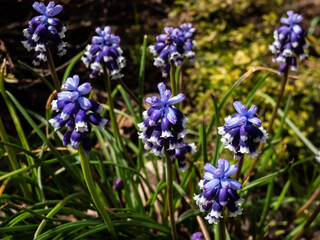 Close-up shot of Muscari vuralii. The flowers are narrow, bell-shaped and two-tone. The flower tube...