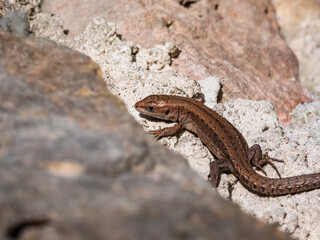 Young Viviparous lizard or common lizard (Zootoca vivipara) sunbathing in the brigth sun on the vertical rock wall in the garden in spring