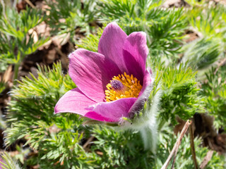 Fototapeta premium Close-up shot of Pasqueflower Pulsatilla hybrida 'Mrs. van der Elst' with solitary, hairy bell-shaped or cup-shaped blooming in spring