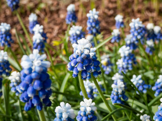 Close-up shot of bicolor grape hyacinth Muscari aucheri 'Mount Hood' features pretty, grape-like clusters of rounded blue flowers with white tips, crowned with white florets in spring