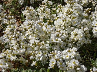 Close-up shot of the garden arabis, mountain rock cress or caucasian rockcress (Arabis caucasica...