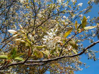 Fototapeta premium Close-up shot of the white, star-shaped flowers of the flowering shrub or small tree juneberry, serviceberry, shadbush or snowy mespilus (amelanchier lamarckii)