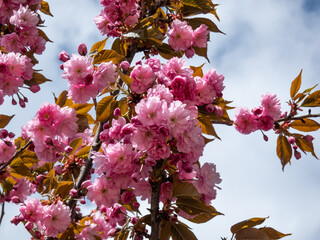 Beautiful, pink cherry blossoms of the Japan pink sakura flowers flowering on the branches and stems of a cherry tree under a blue sky. Delicate spring floral background