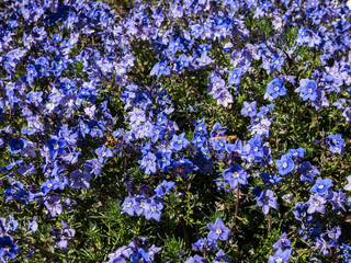Macro of small, delicate, blue flowers of Armenian speedwell (Veronica armena) flowering between green leaves in a flower bed in spring. Blue carpet of flowers