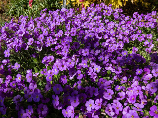 Macro shot of delicate, ornamental, evergreen plant rock cress (Aubrieta x cultorum) 'Blue Emperor' with small blue - purple flowers forming carpet in garden