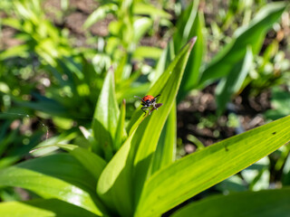 Fototapeta premium The single, adult scarlet lily beetle (Lilioceris lilii) sitting on a green lily plant leaf blade in garden. Its forewings are bright scarlet and shiny. Legs, antennae and head are black