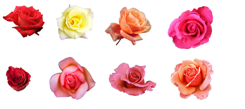 set of rose isolated on transparent background