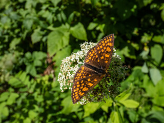The heath fritillary (Melitaea athalia) with upperside dark brown and orange brown, with...