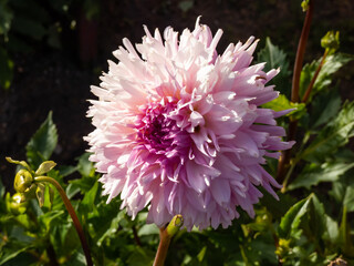 Close-up shot of the Dahlia 'Mingus Leroy' flowering with lavender, pink puffy flowers in garden in...