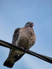 The common wood pigeon or woodpigeon (Columba palumbus) sitting on a cable with blue sky in background