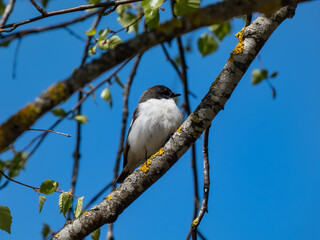 Breeding male of European pied flycatcher (Ficedula hypoleuca) with black feathers above and white below and a large white wing patch sitting on a tree branch