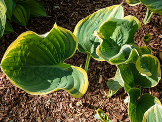 Plantain lily (Hosta fluctuans) 'Sagae' growing in garden with large, thick, wavy, widely oval,...