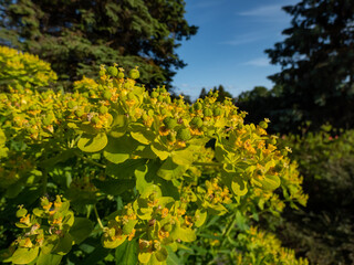 Marsh Spurge or Marsh Euphorbia (euphorbia palustris) growing in the garden and flowering with...