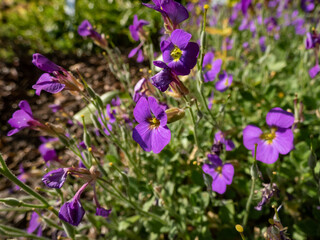 Rock cress (Aubrieta x cultorum) 'Blue Emperor' with small blue - purple flowers forming carpet in garden