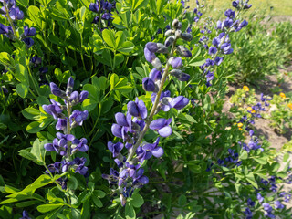 Blue false indigo or wild indigo (Baptisia australis) flowering with racemes with pea-like flowers...