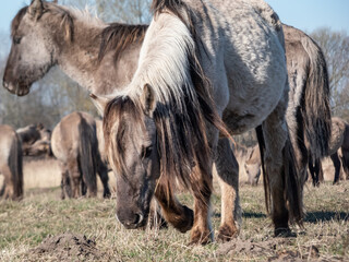 Naklejka na ściany i meble Close-up of Semi-wild Polish Konik horses with winter fur in a floodland meadow. Wildlife scenery