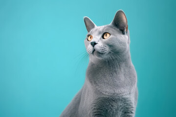 Cute Russian blue in nature, national geography, Wide life animals. AI Generated. - obrazy, fototapety, plakaty