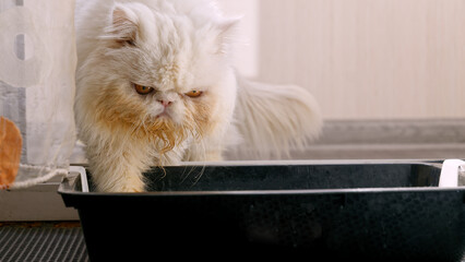 A white Persian cat in a tray.