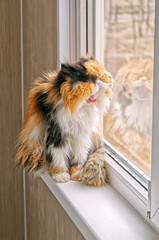 A tricolor Persian cat yawns at the window.