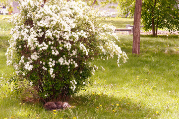 The cat sleeps under a bush in the park.