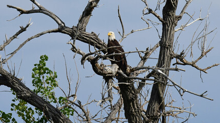 a pair of magnificent bald eagles perched in a cottonwood tree in a pond in the bosque del apache...