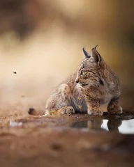 Crédence de cuisine en verre imprimé Lynx Cachorro de lince ibérico observa fijamente a una avispa.