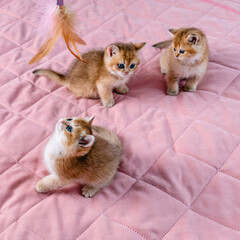 Fototapeta na wymiar A group of kittens play with a toy.