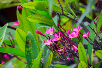 Exotic Tropical Flower White Resort, Travel Vacations Luxury Freshness Maldives Thailand, Indonesia Bora Bora Sri Lanka Bali Dominican Republic as background Jamaica Cuba Hawaii Egypt