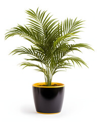 Fresh Kentia Palm Indoor Houseplant with marble pot isolated on white