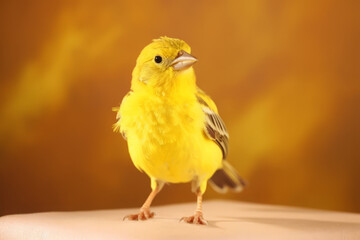 Very cute Canary in nature, national geography, Wide life animals. AI Generated.