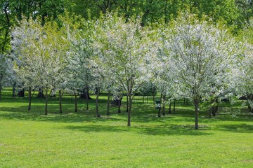 Green meadow and blooming apple trees