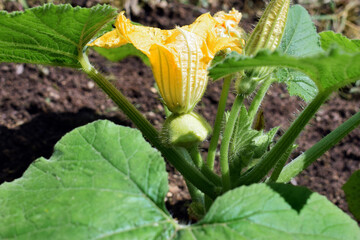 Young plant of pattypan squash growing in a garden, early summer. Vegetables production, home gardening 