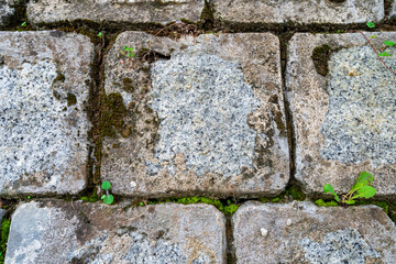 Moss green texture. Moss background. Green moss on grunge texture, background