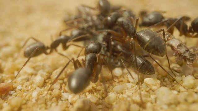 Close up footage of ants