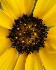 Sunflower Core