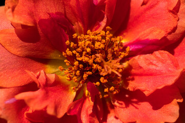 The Colors of Passion