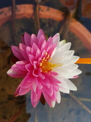 colorful waterlily in sunshine day