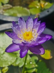 colorful waterlily in sunshine day
