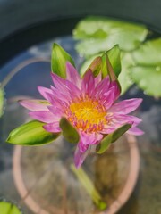 colorful waterlily in sunshine day