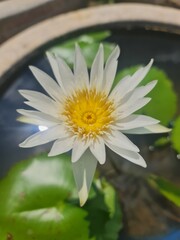 colorful waterlily in sunshine day