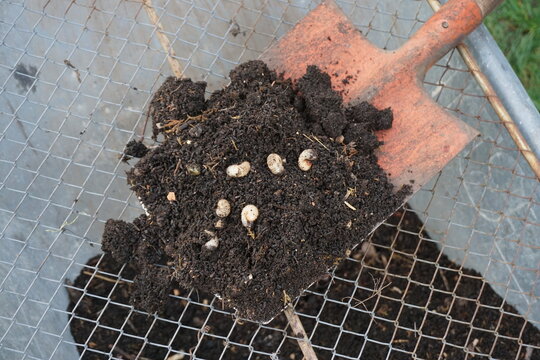 Rosenk&auml;fer Larven im Kompost