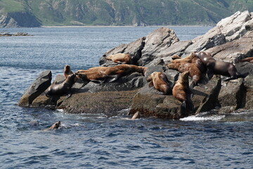 Sea lions on the Kekur stones Five Fingers in the Peter the Great Bay of the Sea of Japan      