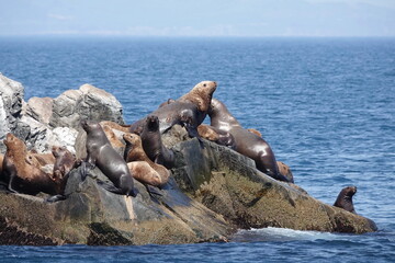 Sea lions on the Kekur stones Five Fingers in the Peter the Great Bay of the Sea of Japan      