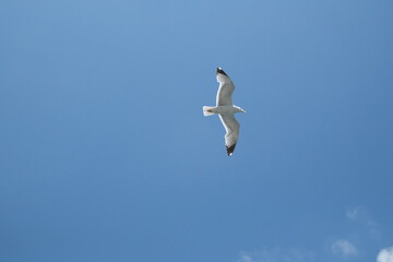 seagull in the sky